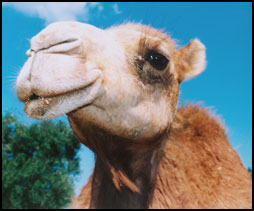 camel