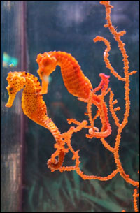 seahorses